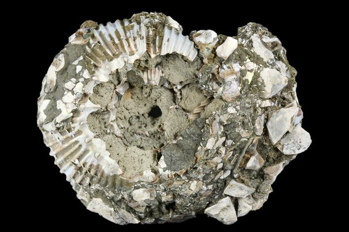 Pyrite Encrusted Ammonite Fossil - Russia #181222